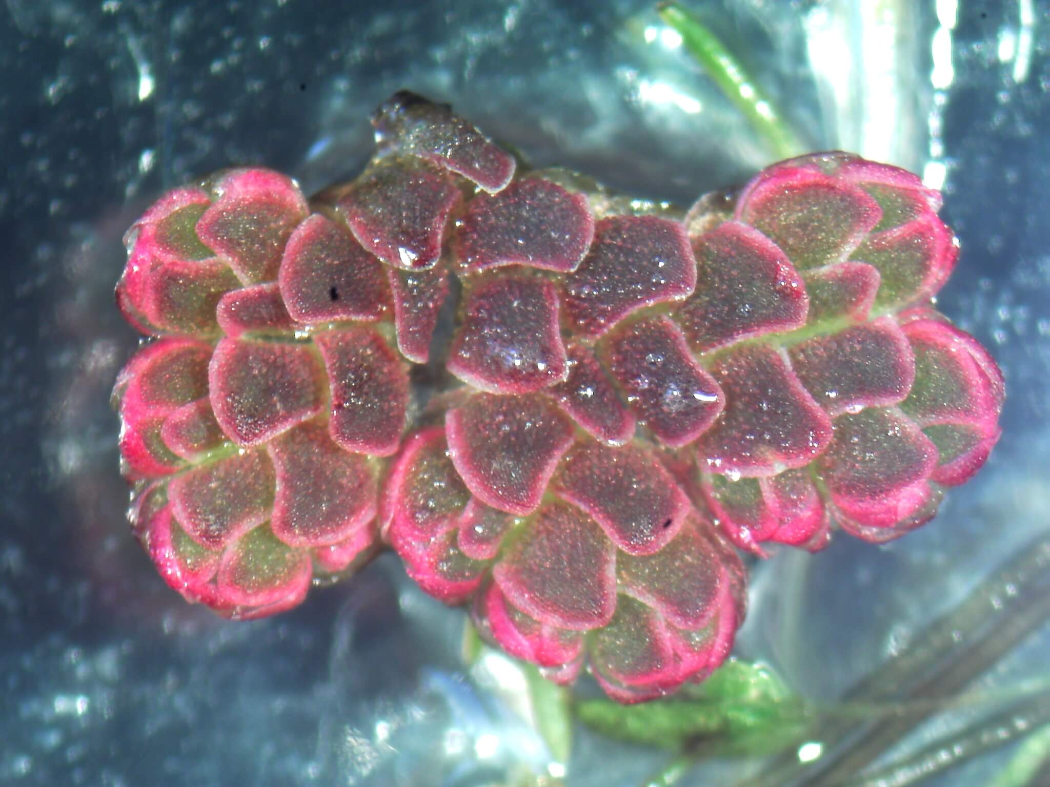 Azolla microphylla